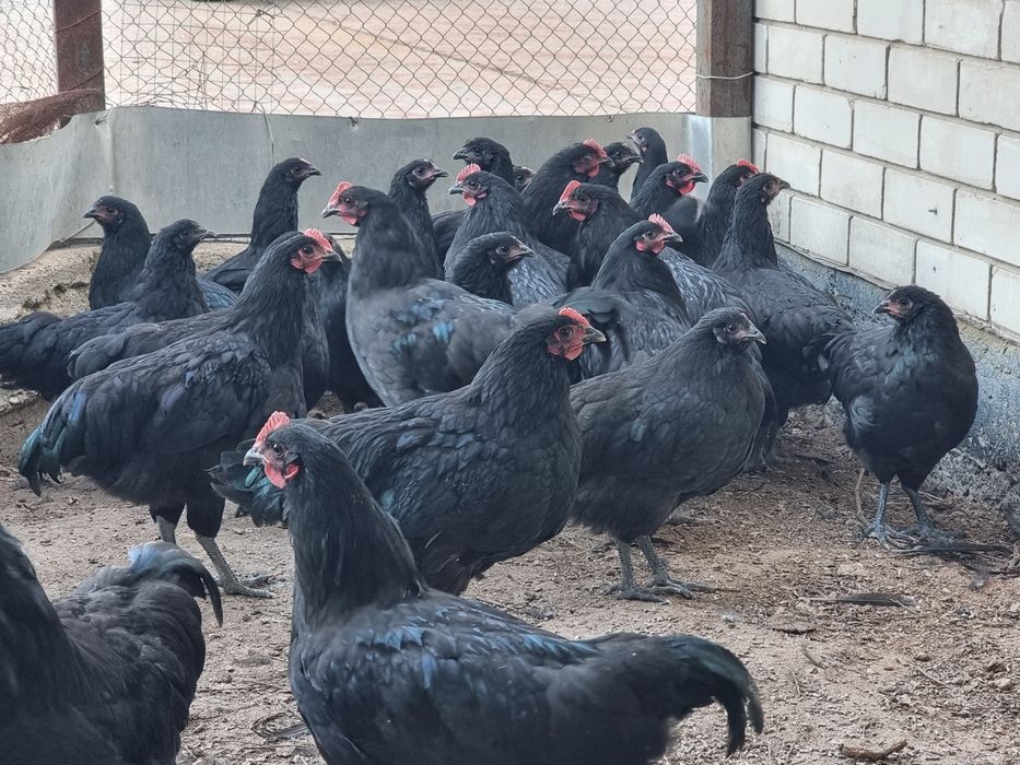 Австролоп чёрные куры