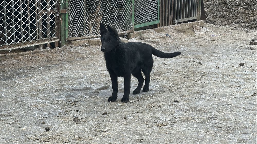 Чёрная немецкая овчарка