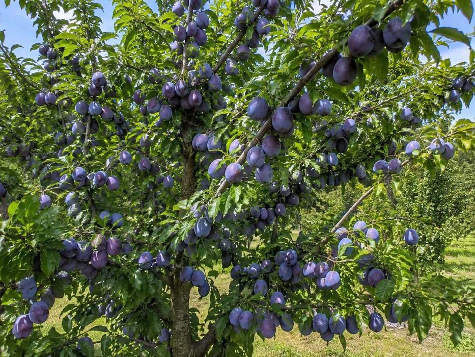 Prune pentru tuica Lapugiu de Sus