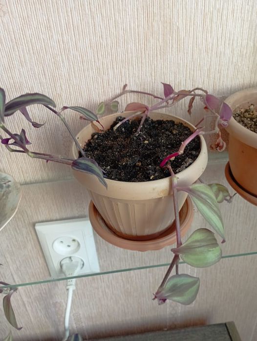 Продам традесканцию