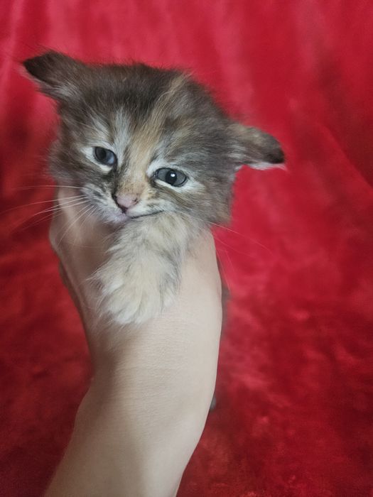 Отдам котят в добрые руки!!!