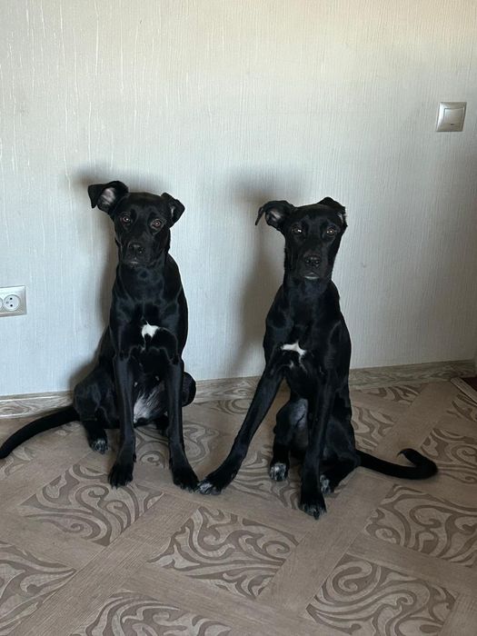 Отдадим 2 собак в добрые руки