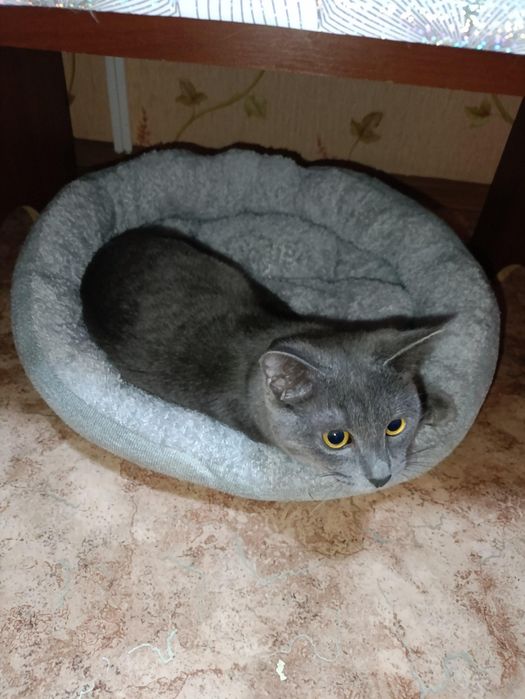 Подарим кота )))