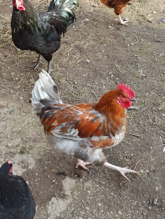 Cocoși tineret din mai anul trecut