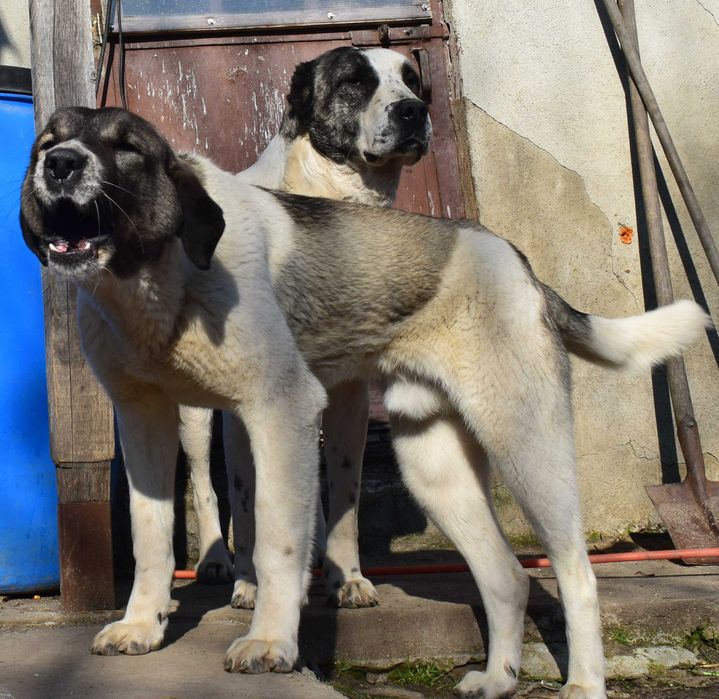 Ciobanesc Asia Centrală (Alabai) 6 luni