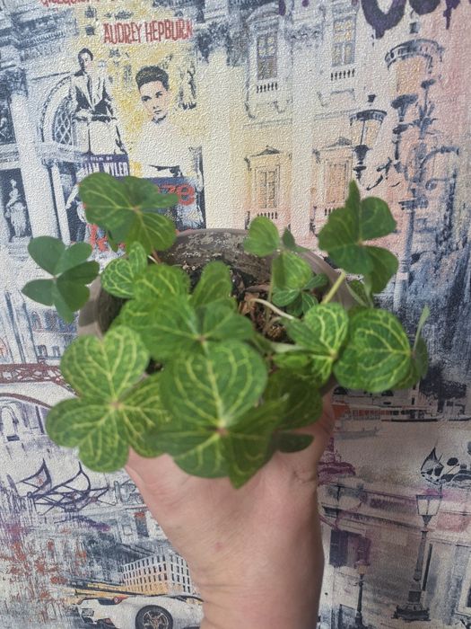 Оксалис   продам.   .