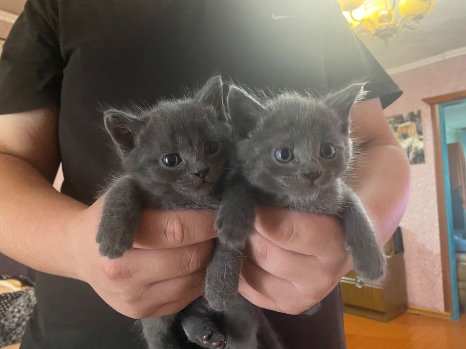 Отдам котят в добрые руки