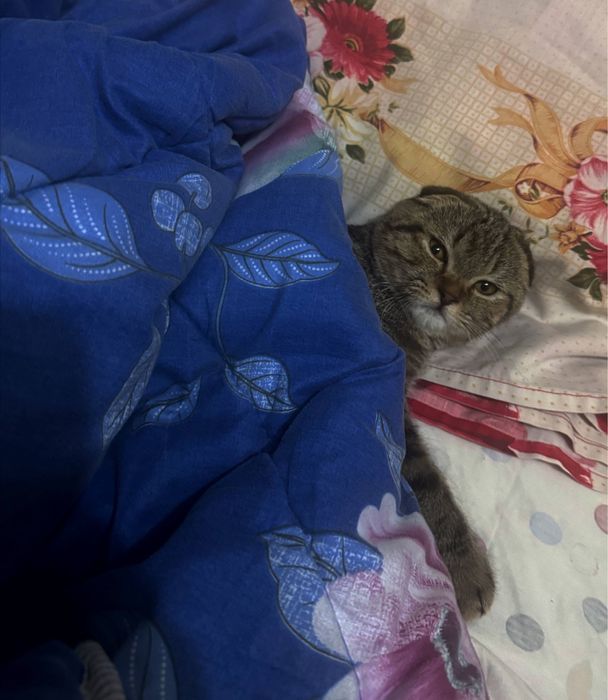 Scottish Fold mushuk