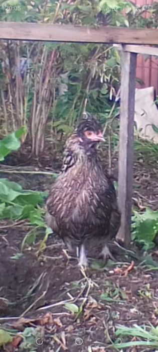 Домашние животные
