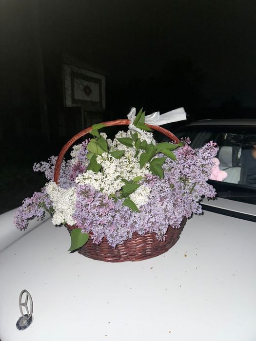 Махровая сирень, свежая пышная сирень в букете, букет сирени