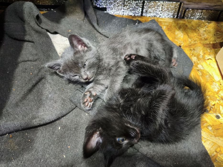 Отдадим котят в добрые руки