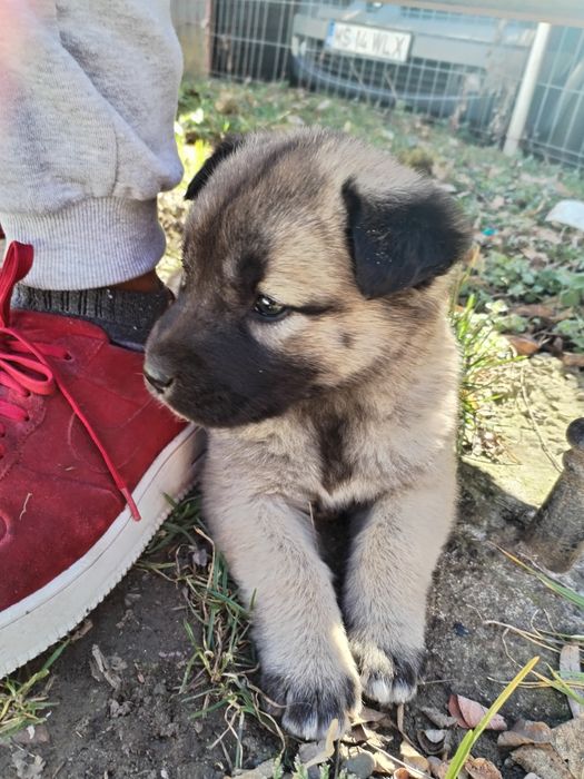 Donez cățel talie mare