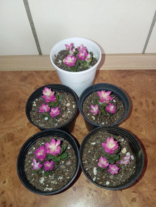 Продам Анакампсерос, (суккулент)