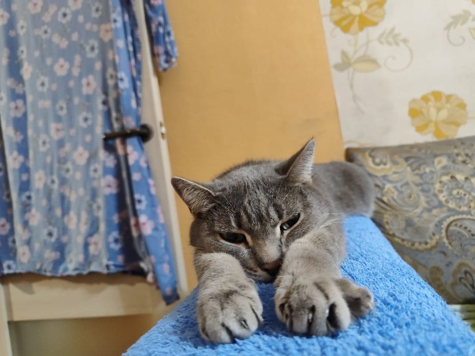 Пропал котик серый окрас