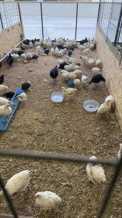 Тоза ,сифатли,зоттор , вакциналари килинган соглом