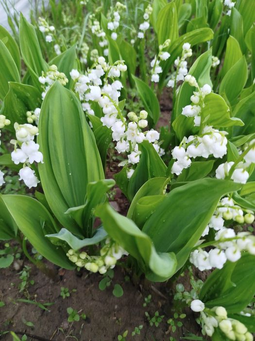 ландыши с запахом