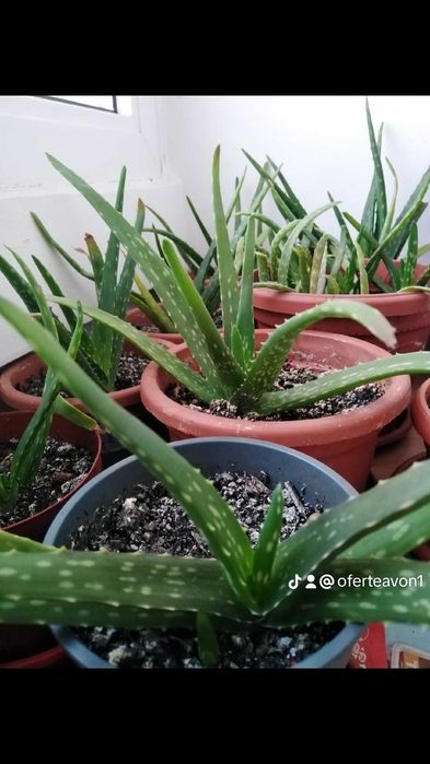 Aloe Vera de vânzare.