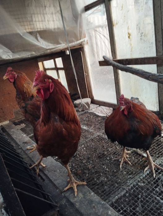 Продам петушков петухов