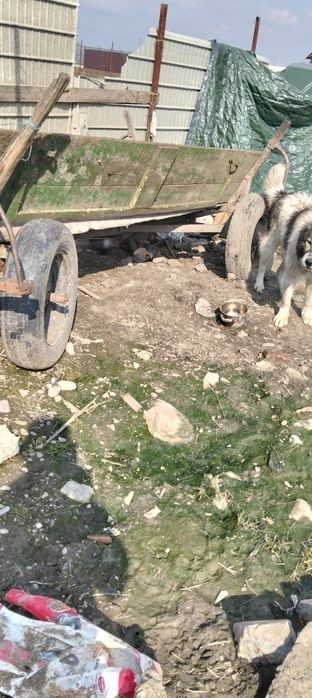 Vand căruță, în stare bună ,, s-au schimb pe 2 ori