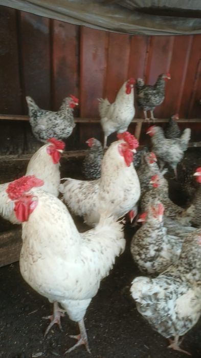 Продам породистых курей