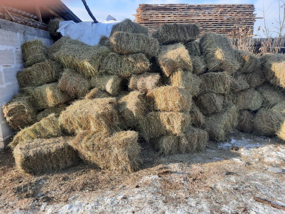 Продам сено город Семей сено тюковое