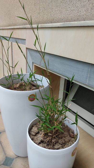 Бамбуковые растения