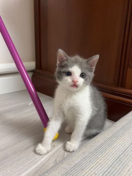 Отдадим котенка в добрые руки