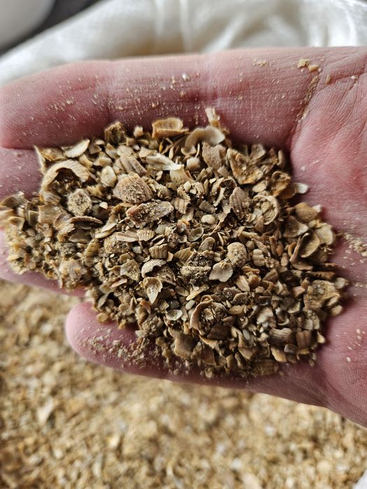 ракушка кормовая