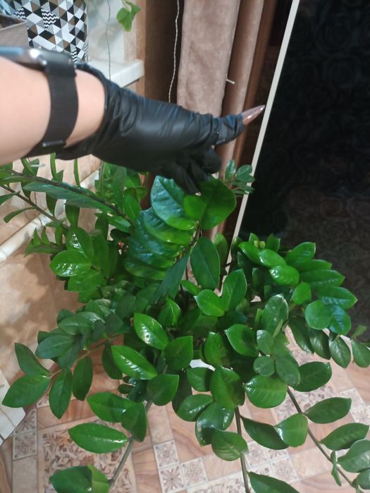 Замиокулькас. Долларовое дерево. 120 см