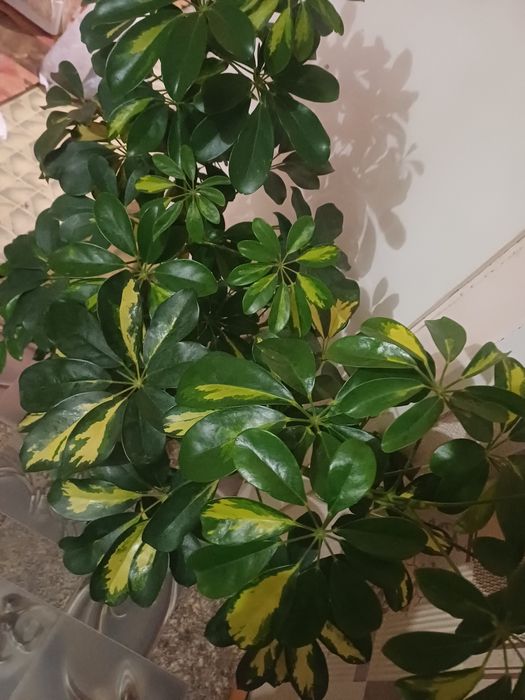 ШЕФЛЕРА  , Алое Вера ,Кализия и Алое