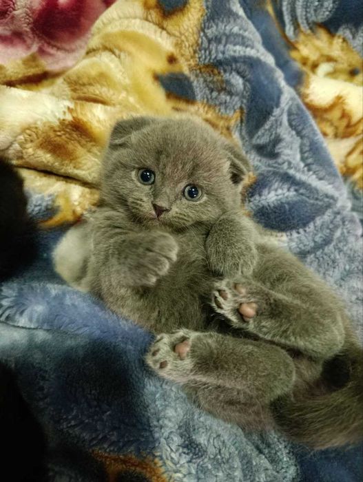 Котята скотиш фолд и страйт