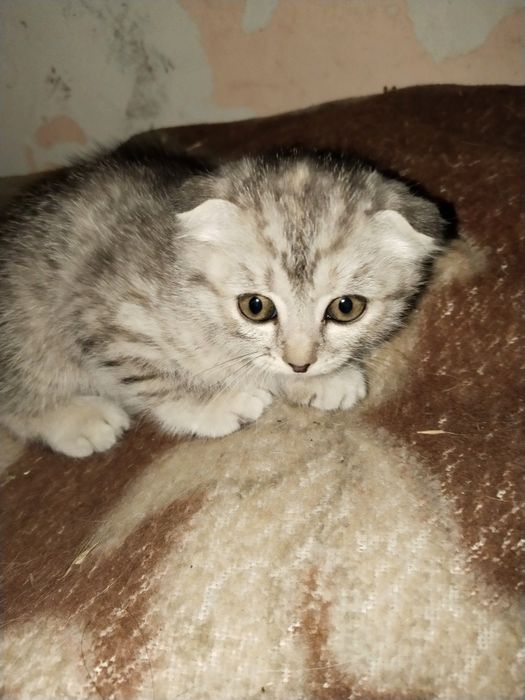 Отдам бесплатно котят в ДОБРЫЕ руки.