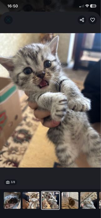 Шотладские котята