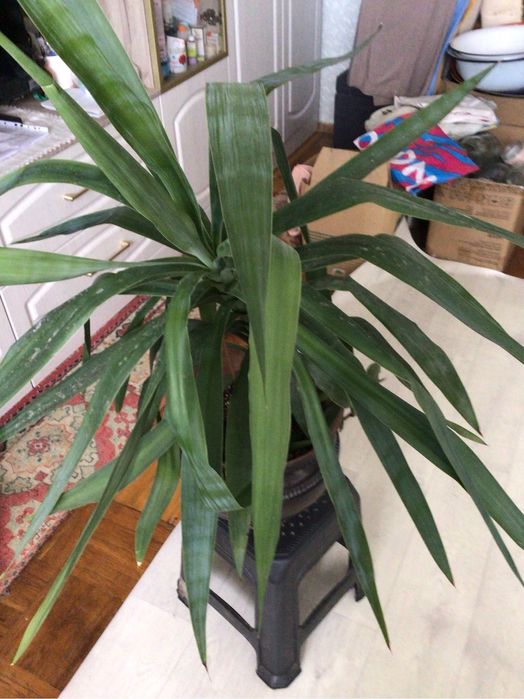 Большая красивая драцена