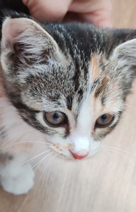 Котенок девочка  полтора месяца