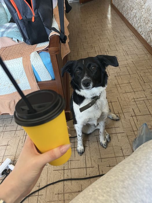 Собака в добрые руки