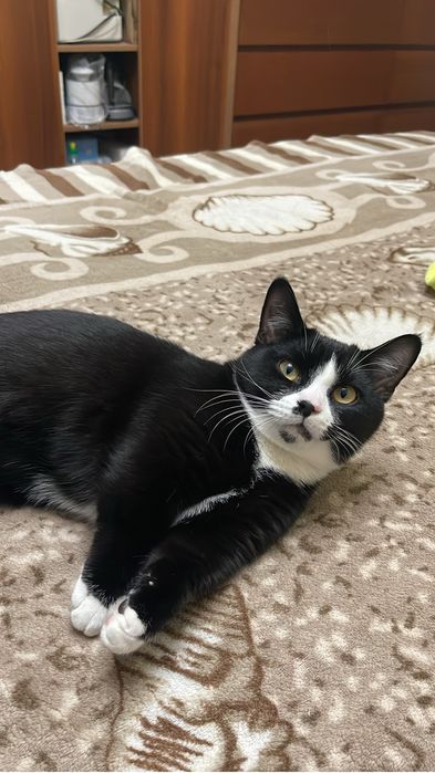 Котенок породы Манчкин
