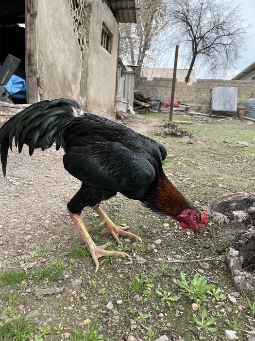 дакан бойцовый кораз