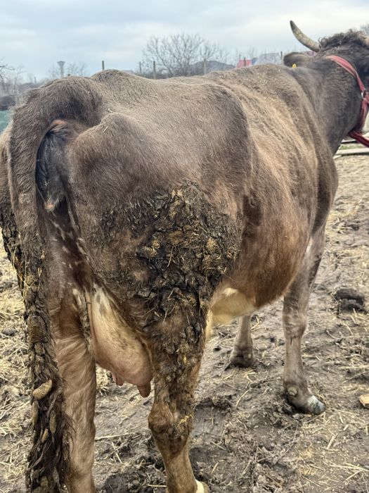 Vând vacă de 8 ani gestanta de 6 luni