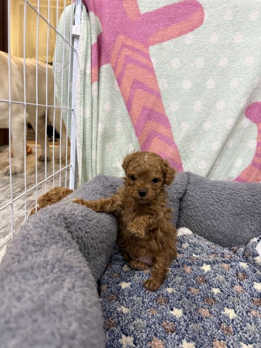 Продам мини мальтипу мальчик