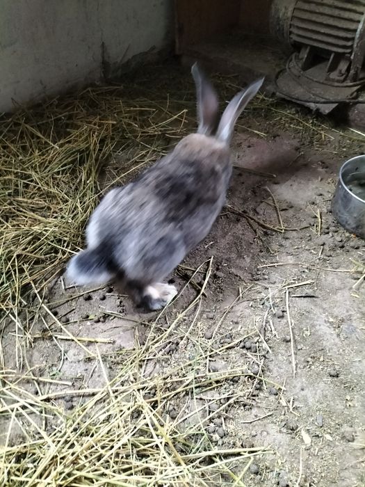 Iepuri ed vînzare.sanatosi cu diferite virste.in judetul Suceava