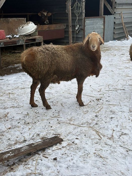 Кошкары продам продам