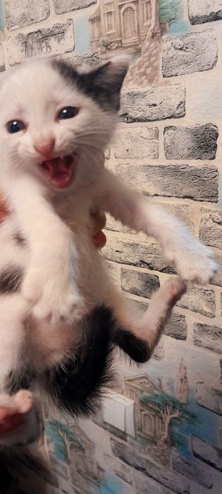 4 та мушукчалар 1 ярим ойлик кумига ўтиради овкат ейди
