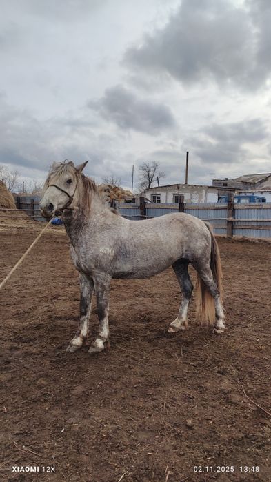 Продам жеребец 7 лет тай айгыр