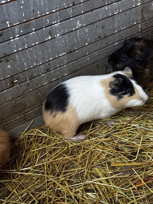 Porcusori de guineea masculi