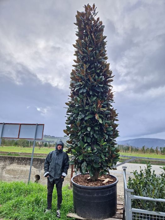 Vând magnolia grandiflora copac si tufa , magnolia veșnica verde