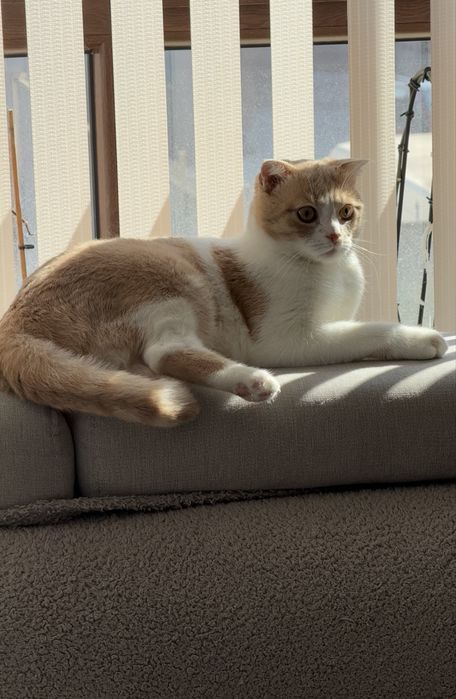 Клепоухата котка Бела