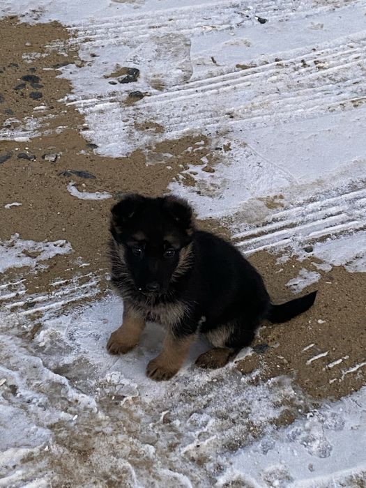 Таза неміс күшігі