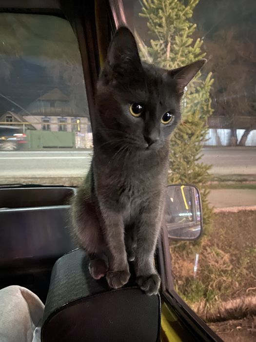 Отдам в добрые руки ласковую кошечку