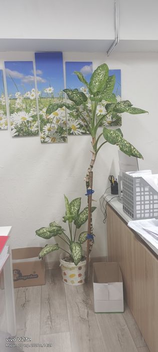 Продам диффенбахию